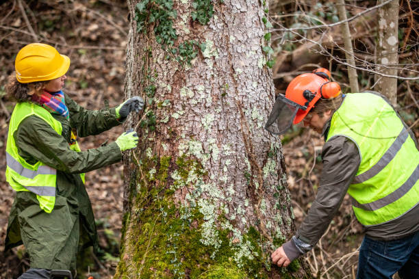 Best Arborist Consultation Services  in Ironwood, MI